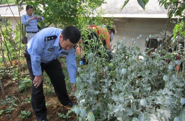 王某在自家种植罂粟属于什么行为，王某在自家种植罂粟属于什么行为答案