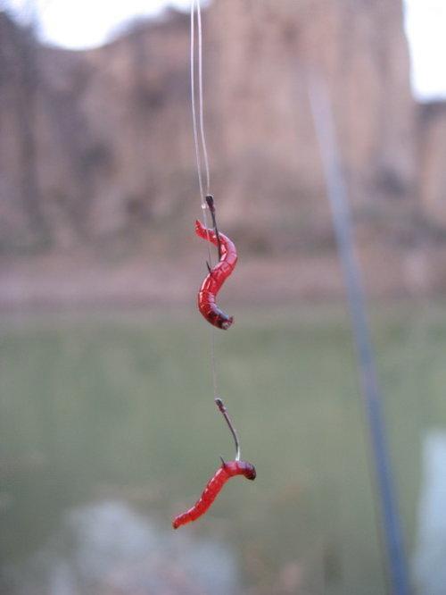 如何挂红虫好钓鱼，挂红虫用什么钩比较好！
