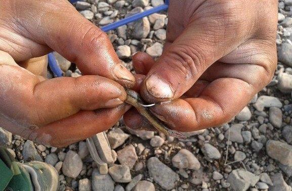 钓鱼鱼钩如何勾住泥鳅，钓鱼鱼钩如何勾住泥鳅视频？