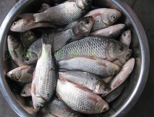 钓鱼熟饭如何使用，怎样用熟米饭钓鱼打窝？