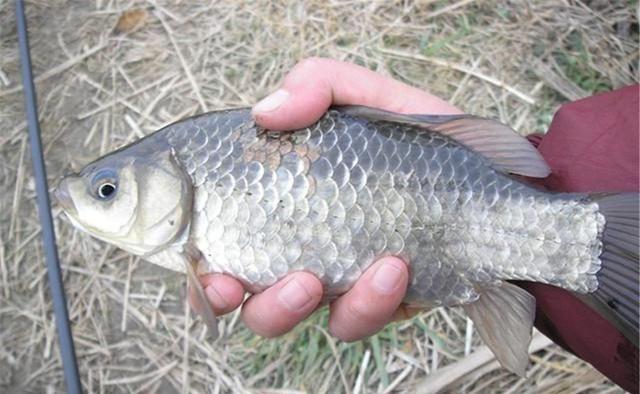 夏季深水如何钓鱼最好？夏季深水钓鲫鱼技巧？