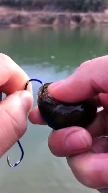 如何用脆螺钓鱼，脆螺钓鱼视频！