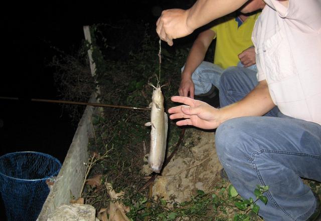 夜晚钓鱼如何看线？夜里钓鱼鱼怎么看见吃食呢？