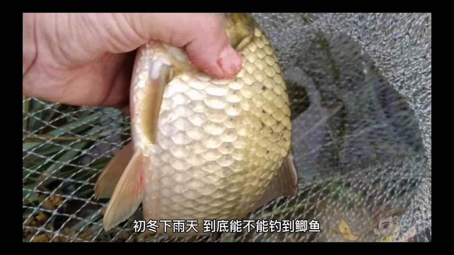 下雨如何选饵料钓鱼，下雨天用什么饵料钓鱼最好？