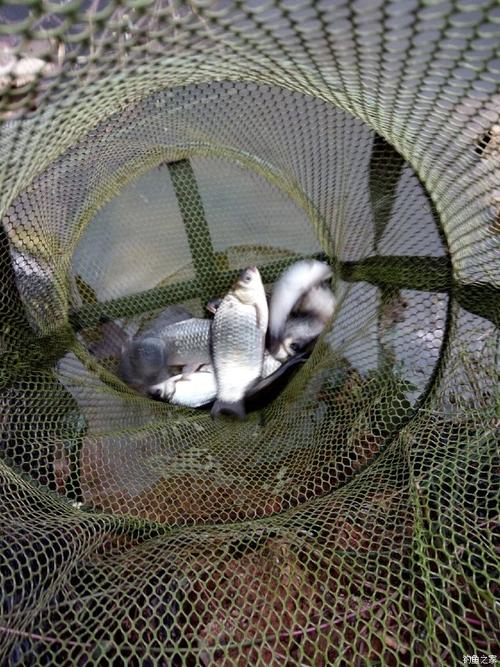 小区流动河里如何钓鱼？钓小区池塘里的鱼犯法吗？