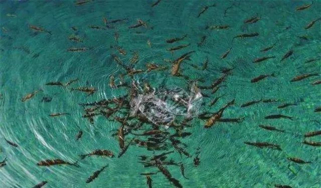 鱼群如何聚集起来钓鱼，鱼群之间怎么交流！