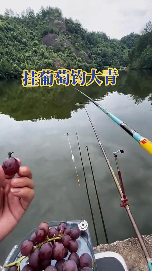 用葡萄钓鱼如何挂钩，用葡萄钓鱼视频？