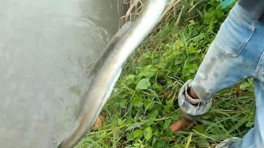 山沟如何钓鱼技巧视频，山沟鱼钩！