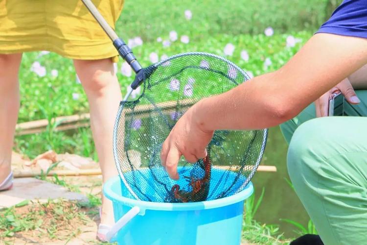 养龙虾塘如何钓鱼，养龙虾塘如何钓鱼最好？