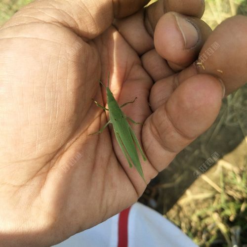 钓鱼如何挂小蚱蜢？蚂蚱钓鱼挂钩图解？