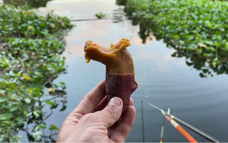 钓鱼如何泡红薯粒，钓鱼如何泡红薯粒好吃？