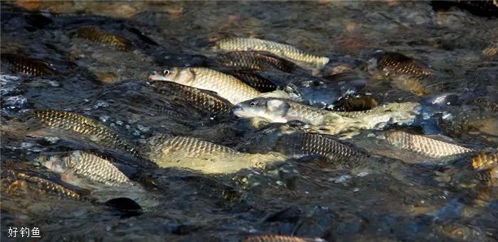 如何防止肥水钓鱼发霉，水肥用什么钓大鱼？