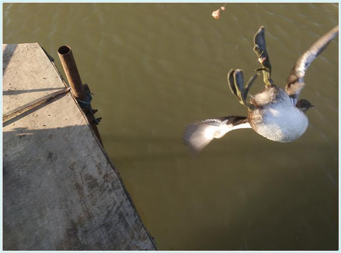 养鸭子河边如何钓鱼，有养鸭子的水库如何钓鱼？