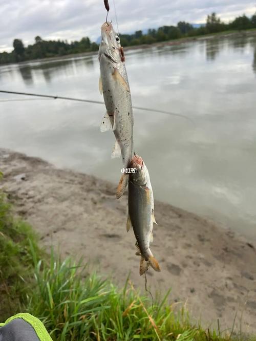 如何在河沟钓鱼，河沟野钓技巧！