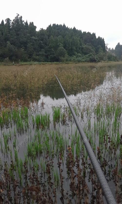 河流草洞如何钓鱼，河流草洞如何钓鱼最好？