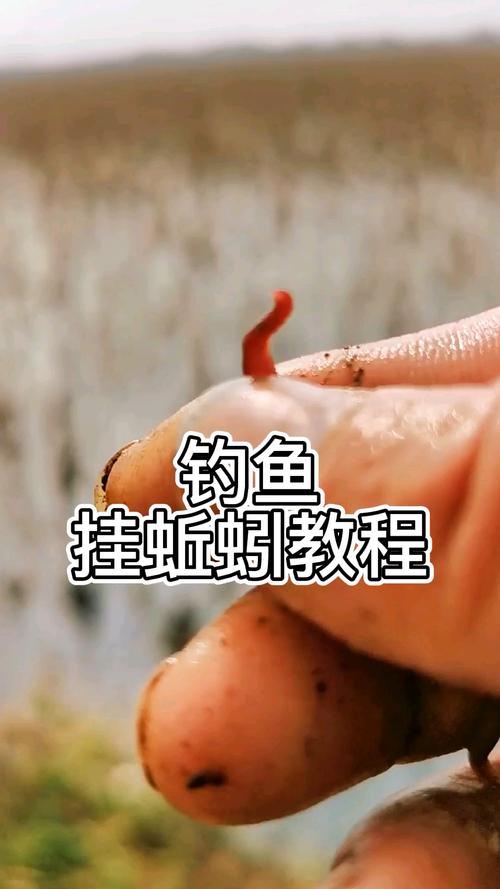 钓鱼如何挖到更多蚯蚓，怎样可以挖到蚯蚓？