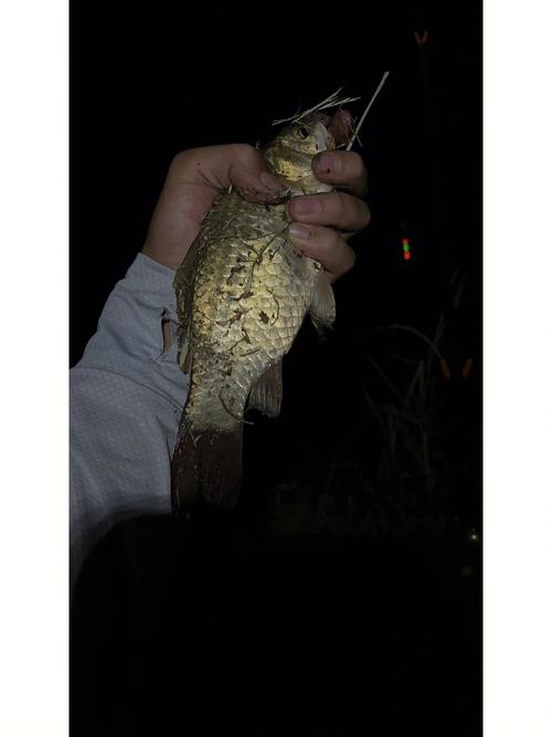 夜钓鱼塘钓鱼如何调漂最好，鱼塘夜钓钓多深？