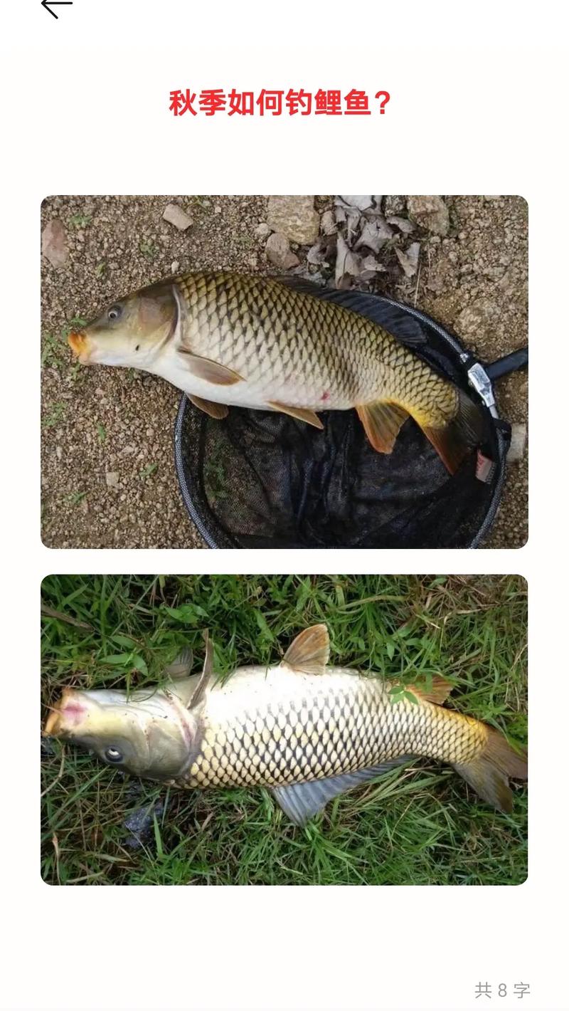立夏到了如何钓鱼的简单介绍