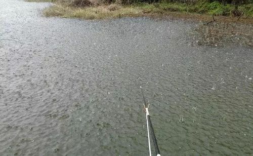 野河雨后如何钓鱼，野河雨后如何钓鱼最好